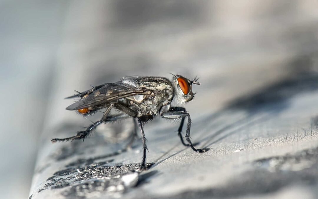What Are The Common Household Pests For Spring?