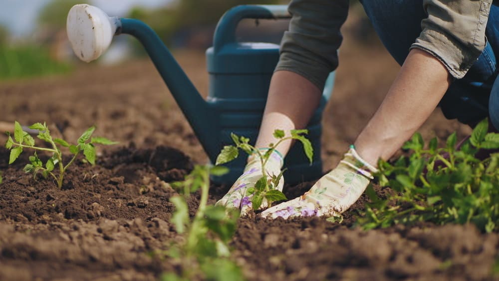 Nurturing Your Garden During Lockdown