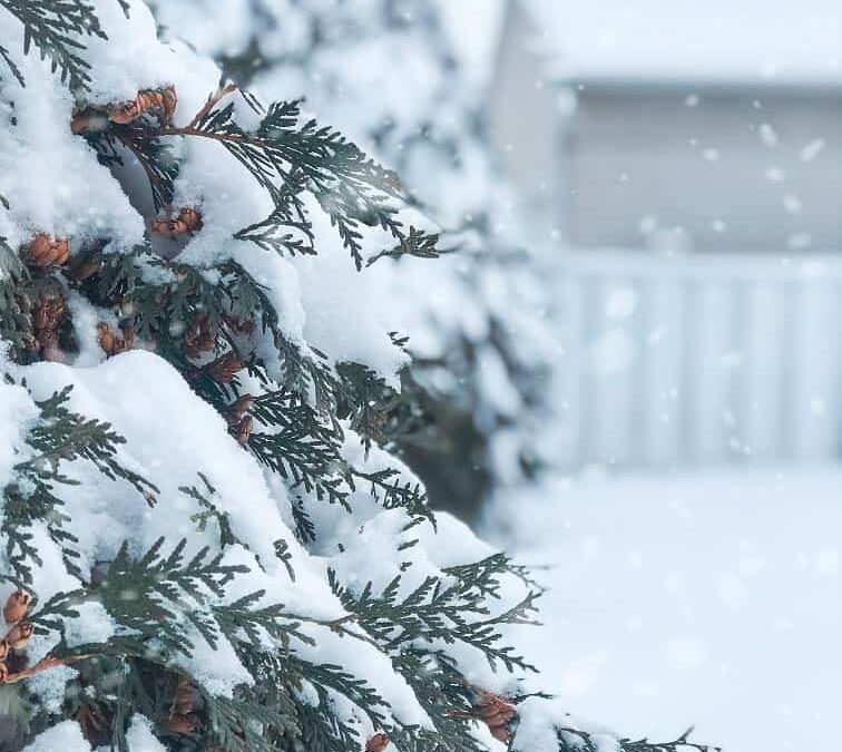 9 Tips for Creating a Gorgeous Winter Backyard