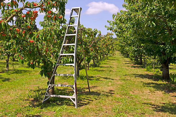 ladder in orchard ladder in orchard near tree for picking fruit