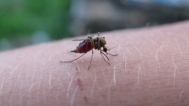 mosquito biting person