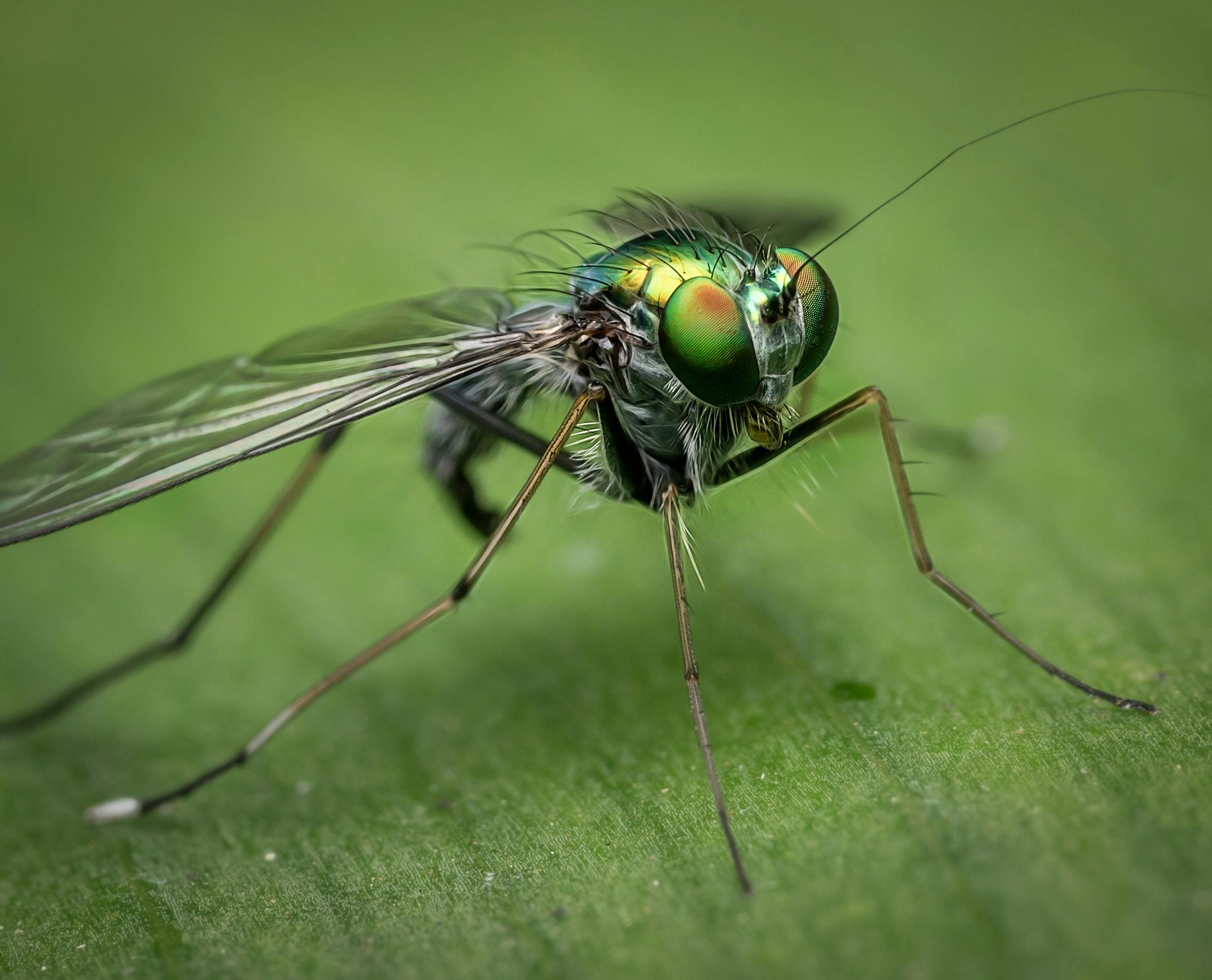 mosquito