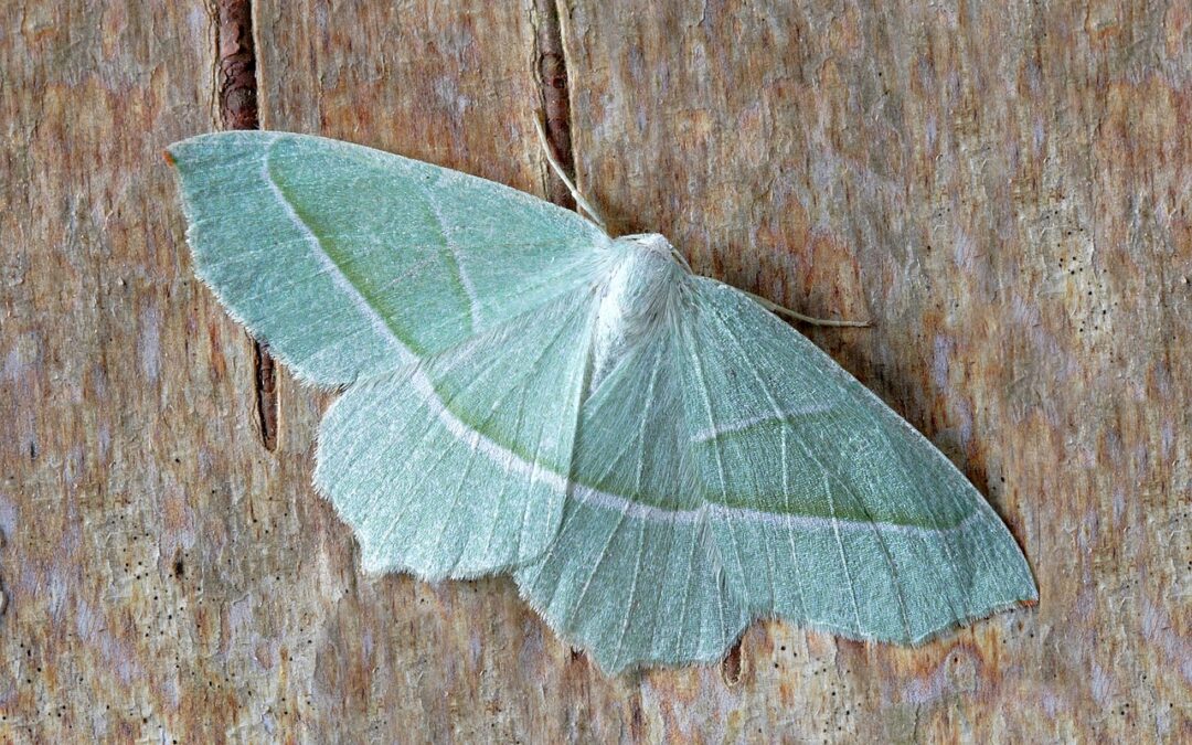 Guard Your Home: A Guide to Moth Heat Treatments