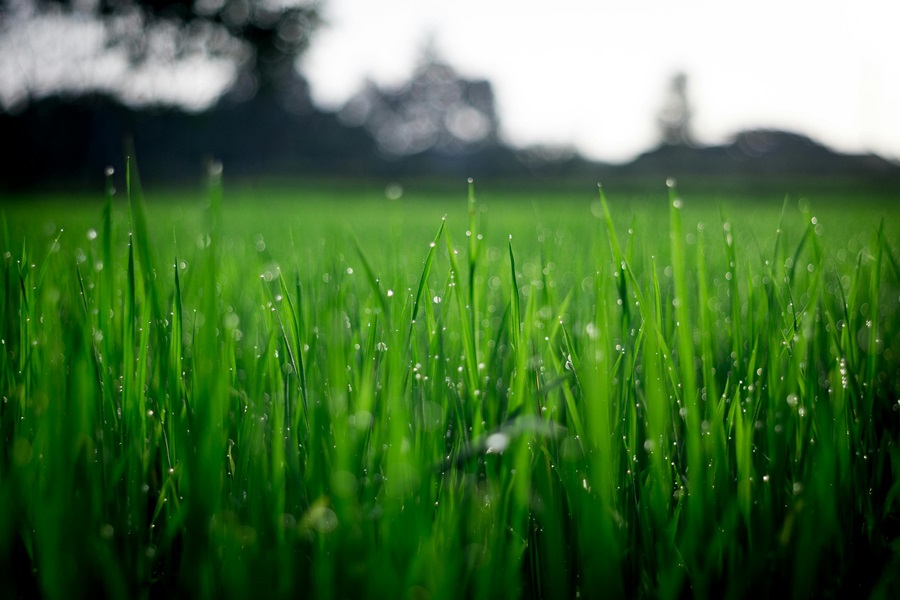 Eco-Friendly Reasons to Install Artificial Grass in Toronto