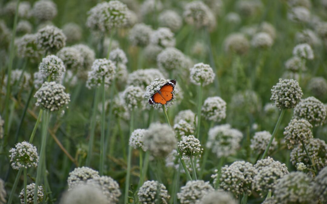 How to attract more wildlife to your garden