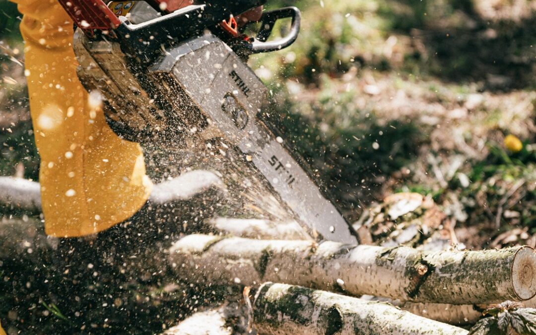 Choosing the Right Method: A Guide to Tree Removal