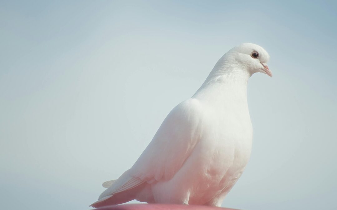 Bird Control Tips for Your Home