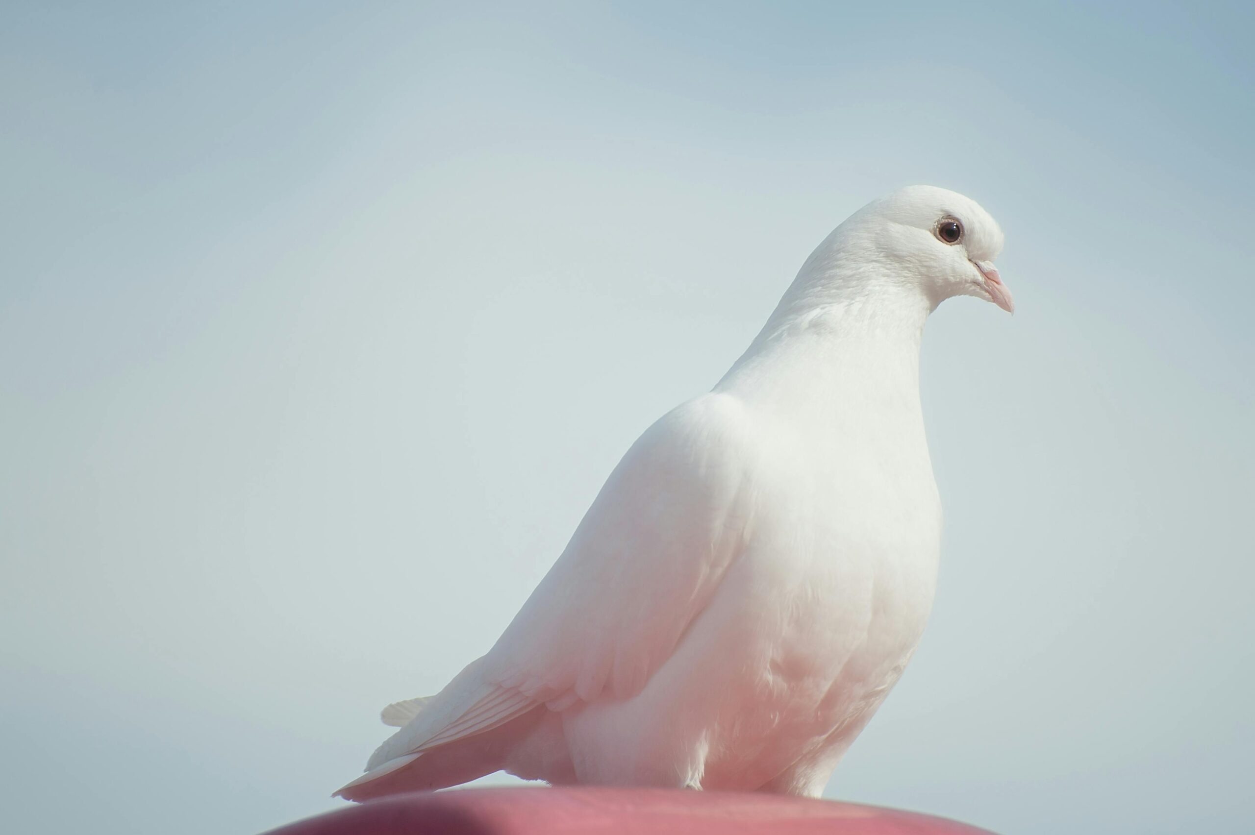 bird trapped in house white bird