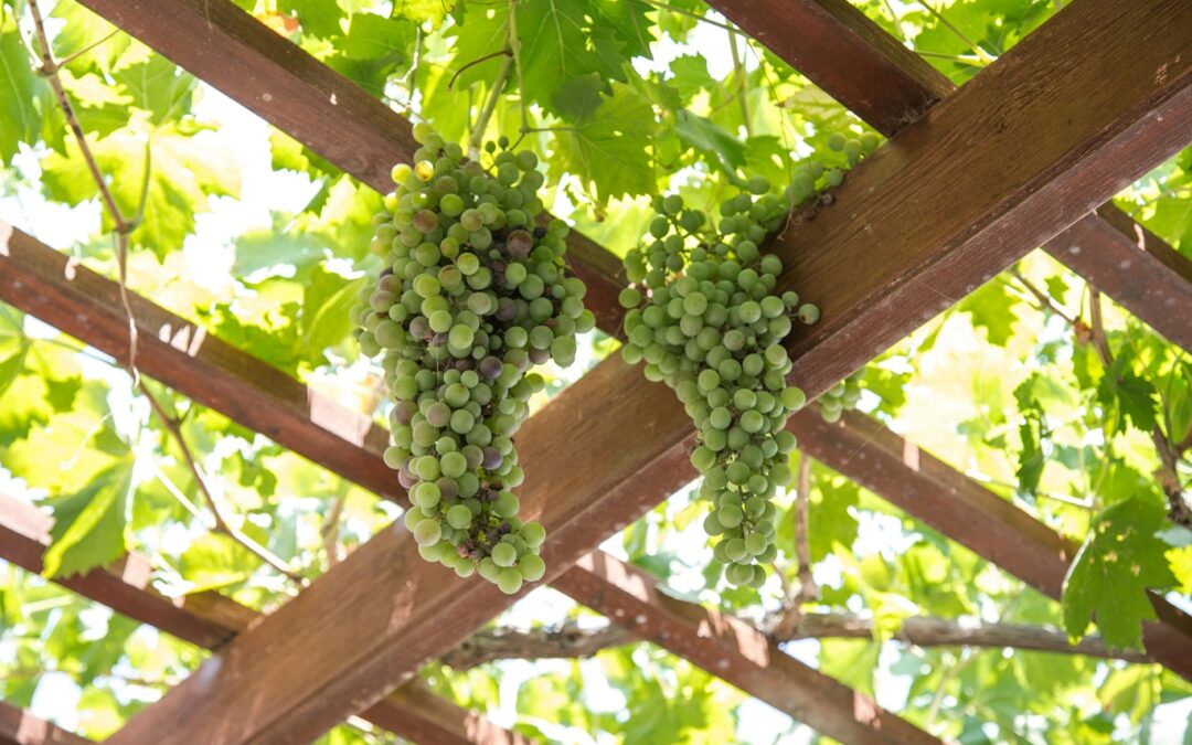 Exploring Current Trends in Pergolas in Canada