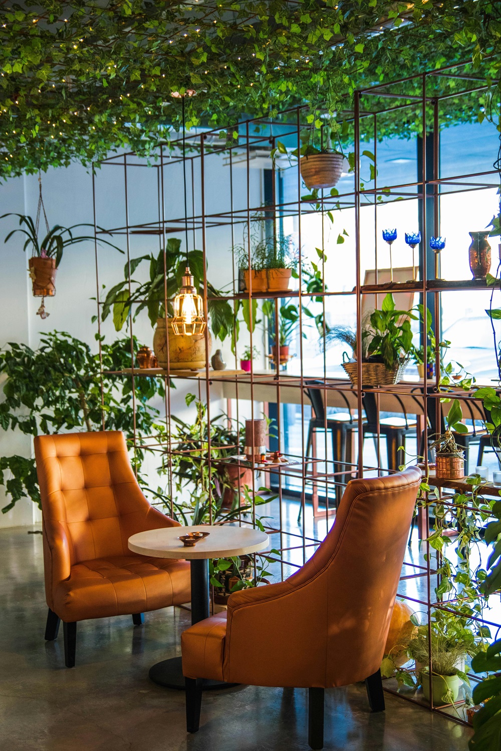 pexels-valeriya-827518 plants and flowers indoor