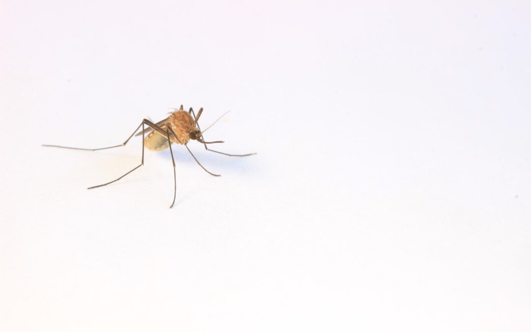 Mosquito Infestations: Here’s How to Eliminate Them from Your Home and Garden