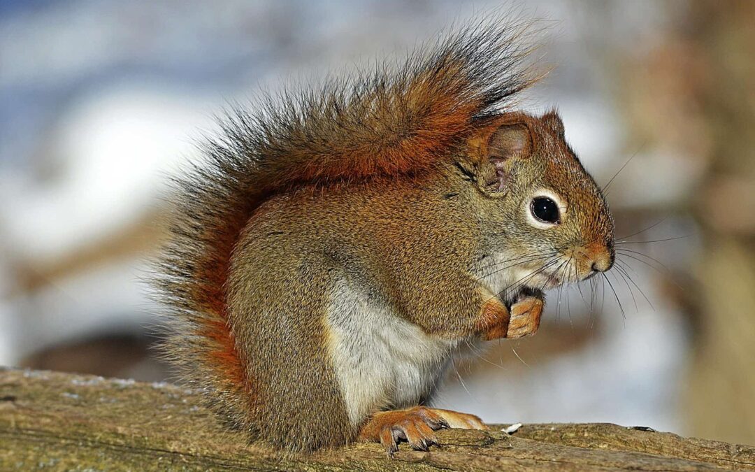 Protect your home from pests successfully!