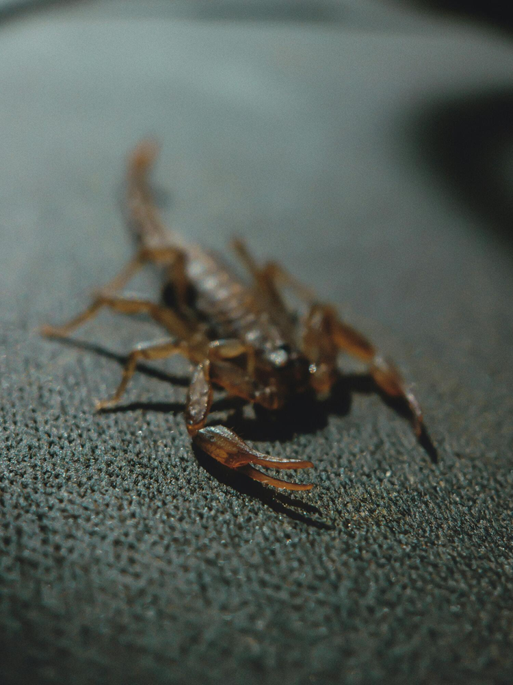 scorpian scorpian