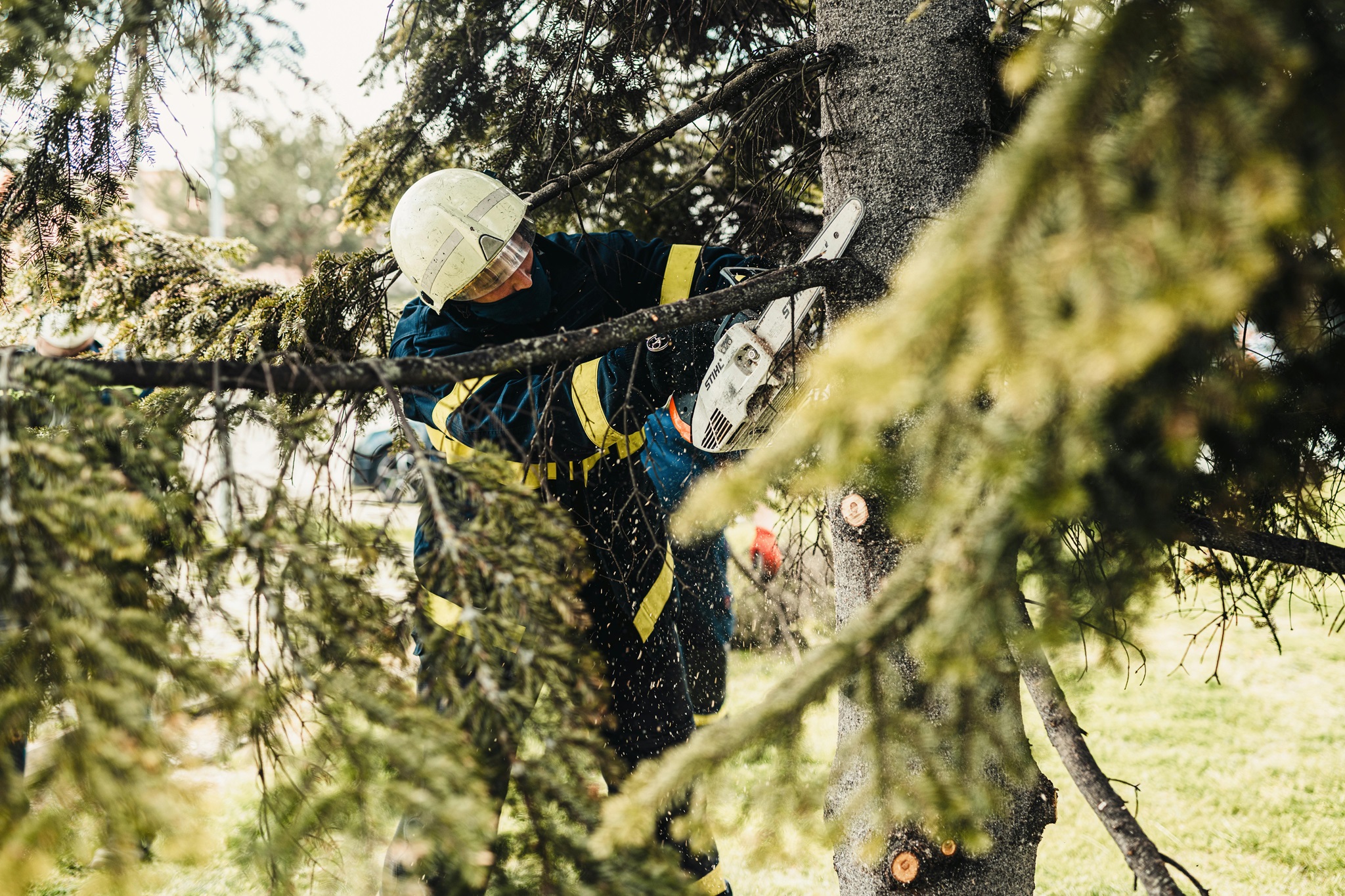 tree-cutting