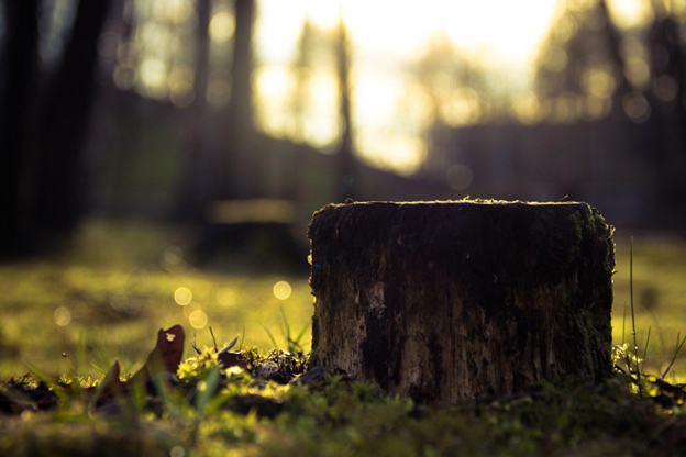 The Benefits of Using a Tree Grinder for Land Clearing and Landscaping