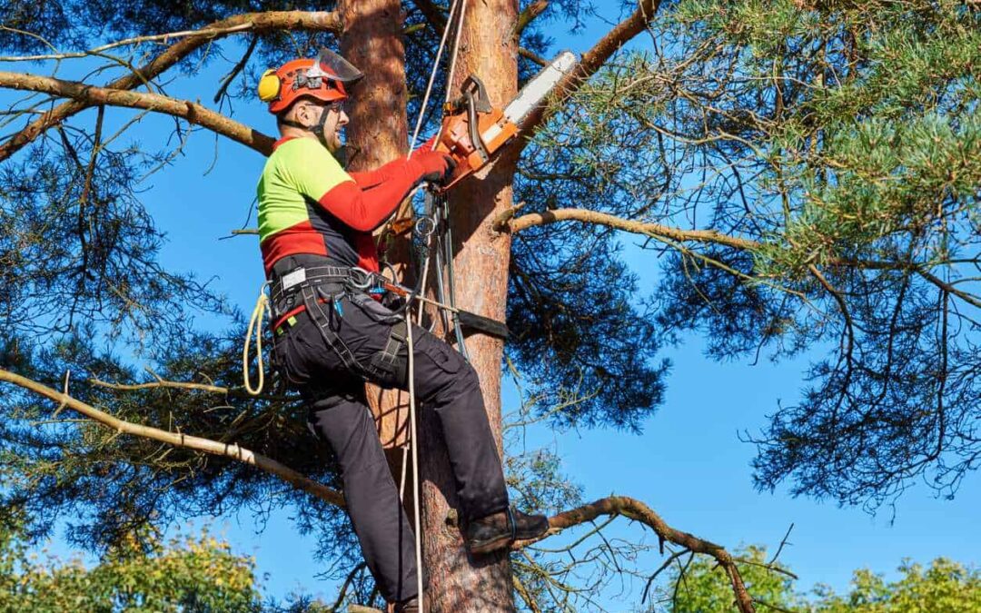 Do I Need A Tree Surgeon For My Trees?