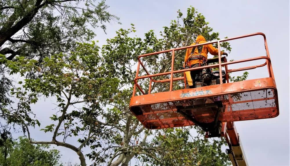 How to Trim Tall Trees