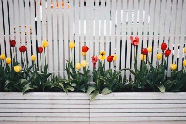 tulips in flower box with white fence