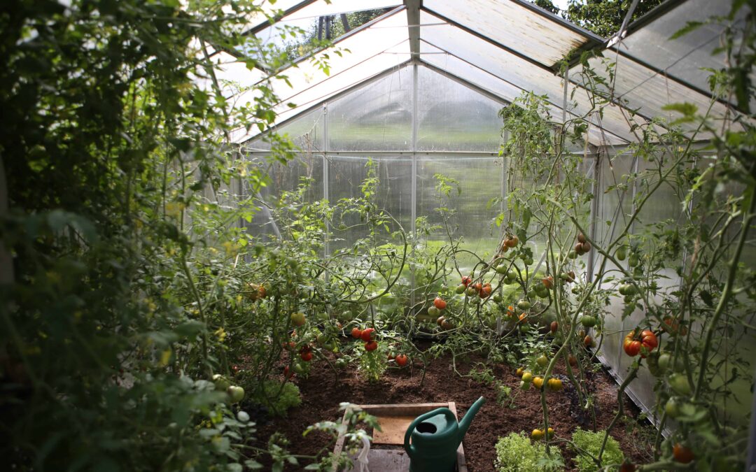 Reasons your garden needs a greenhouse