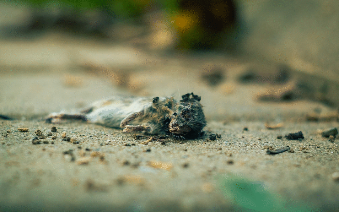 How Long Does It Take for a Rat to Decompose in an Attic?