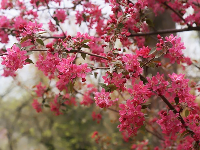 From Shabby to Showcase: How Strategic Tree Work Elevates Any Property