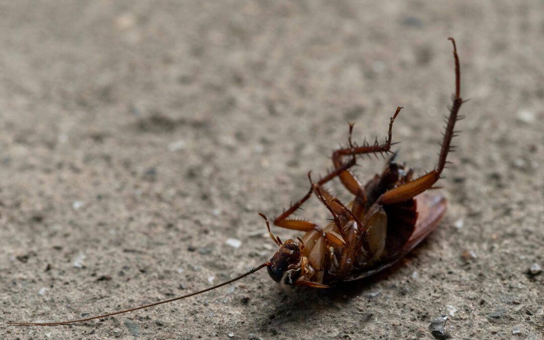 Best Guide to Preventing Common Pest Problems in Toronto