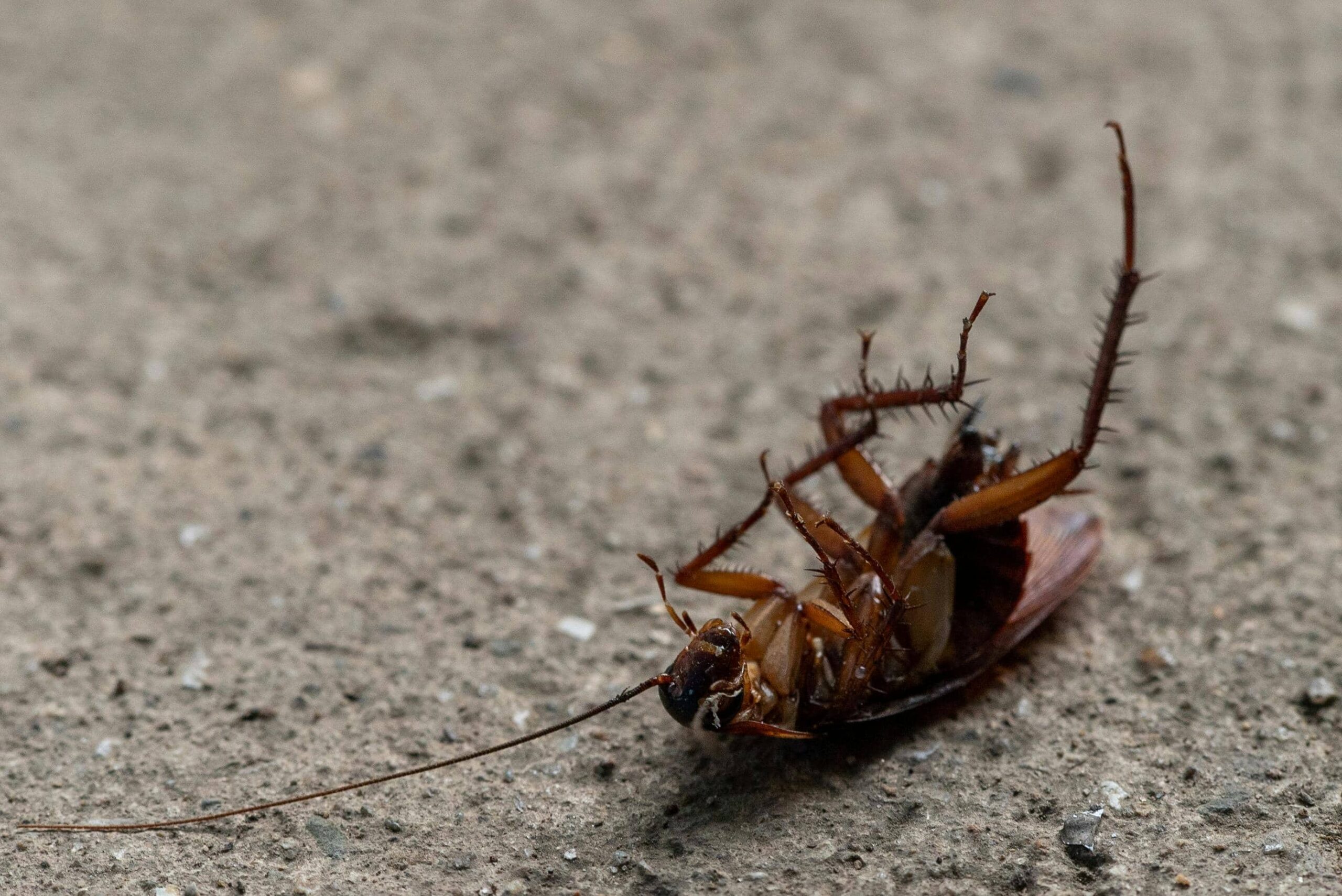 Best Guide to Preventing Common Pest Problems in Toronto