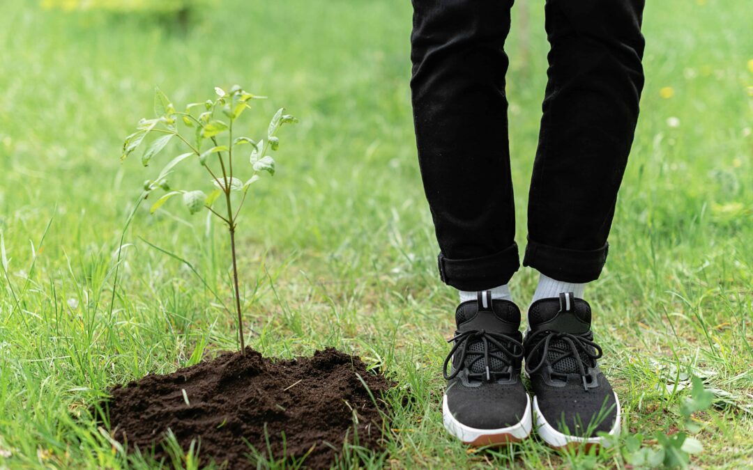 The Homeowner’s Guide to Successful Tree Planting