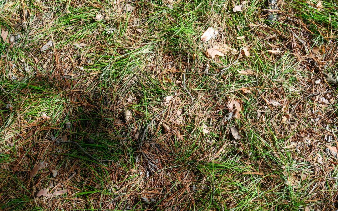How to Treat Brown Patch Fungus and Save Your Lawn
