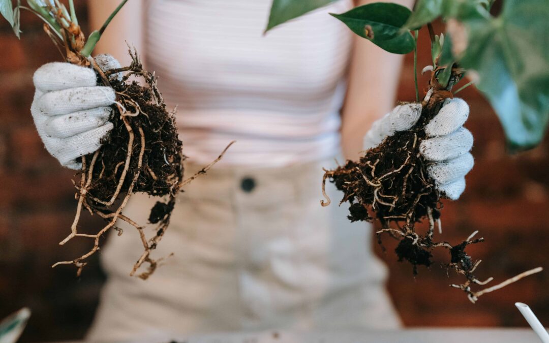 Why Schertz, Texas Is One of the Smartest Places to Plant Roots Right Now