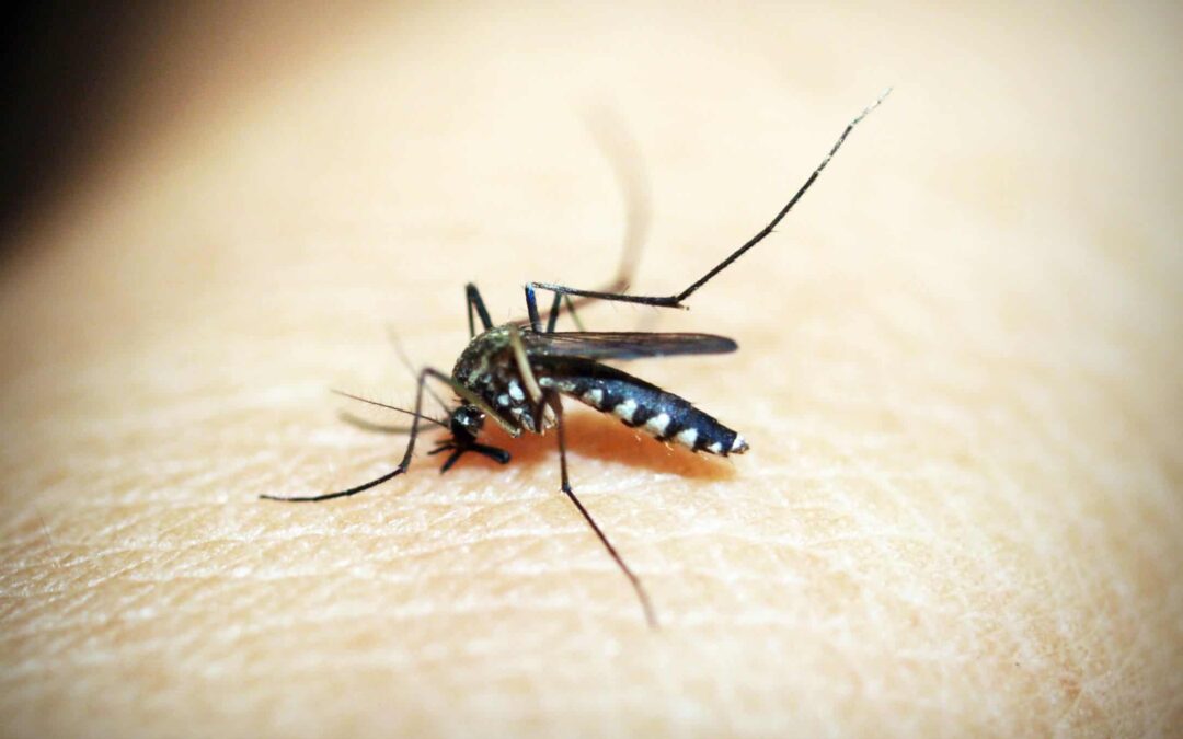Why New Orleans Homes Face Year-Round Mosquito, Rodent, and Termite Pressure