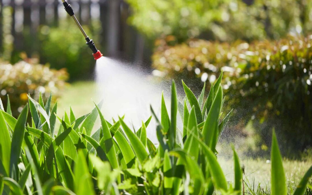 What Makes Absolute Pest Control the Best Pest Control Company in Calgary