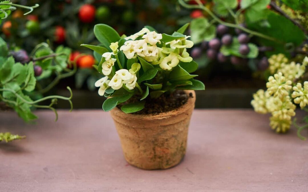 Why Your Houseplants May Need a Different Spot as Summer Ends