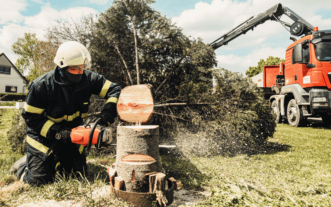 Best Tree Services in Wilmington, DE: 5 Companies to Compare in 2026